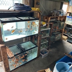 飼えなくなった金魚引き取ります。