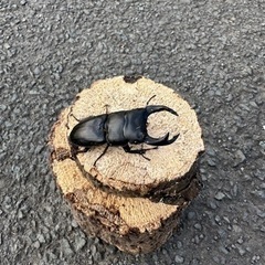 オオクワガタ　その他