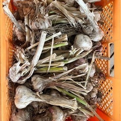 乾燥にんにく⭐︎安く大量に仕入れたい方必見⭐︎