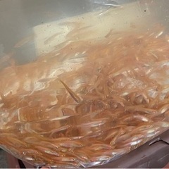 餌用メダカ🐟熱帯魚等の餌に😋商品価格説明あり！
