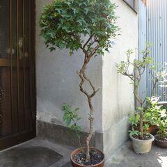 カエデ　鉢植え　楓　観葉植物　５０年モノの画像
