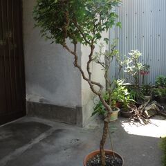カエデ　鉢植え　楓　観葉植物　５０年モノの画像
