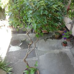 カエデ　鉢植え　楓　観葉植物　５０年モノの画像