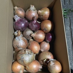 黄色玉葱収穫。2キロからお譲りします。赤玉ねぎはおまけの画像