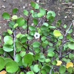 観葉植物　ワイヤープランツの画像
