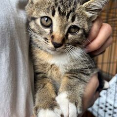 おとこのこ子猫のファミリー募集（関東）