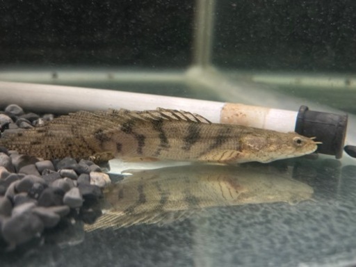 【引取り限定】ショートボディポリプテルスエンドリケリー　熱帯魚　古代魚