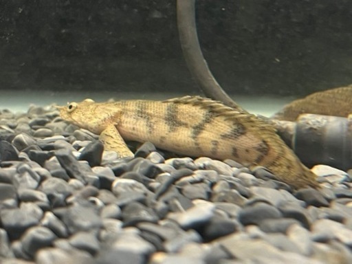 【引取り限定】ショートボディポリプテルスエンドリケリー　熱帯魚　古代魚