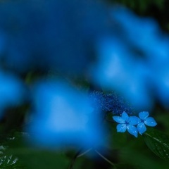 平日のカメラ仲間（年内で一旦募集終了） - 大阪市