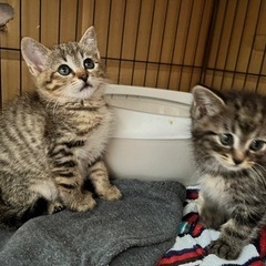 【里親さんが決まりました】 2ヶ月のオス子猫⭐︎仲良し兄弟⭐︎
