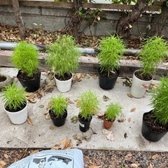 コキアの苗
