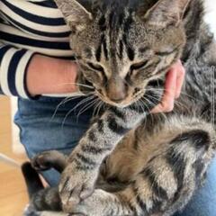 キジトラ推定年齢1歳弱　男の子　はーちゃん　マイペースで猫らしい猫
