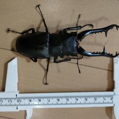 ギラファノコギリクワガタ