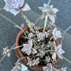 多肉植物🪴2品種です🪴朧月と…🤔の画像