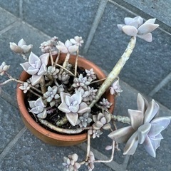 多肉植物🪴2品種です🪴朧月と…🤔の画像
