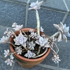 多肉植物🪴2品種です🪴朧月と…🤔の画像