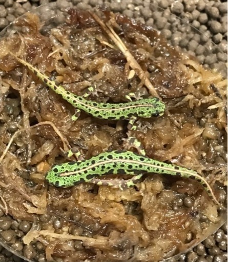 シントラ産マダライモリ2023cb