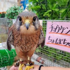 ストレッチ体操&初心者ダンス広島、緑井