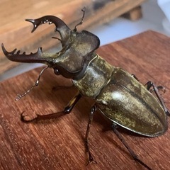 天然ミヤマクワガタ♂68㎜ペア