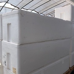 中古 マグロ発砲スチロール  めだか容器
