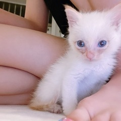 生後１ヶ月の猫ちゃん