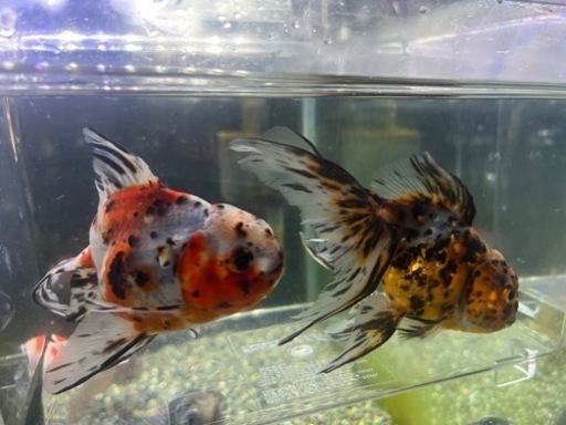 特大 東錦 3歳 2匹