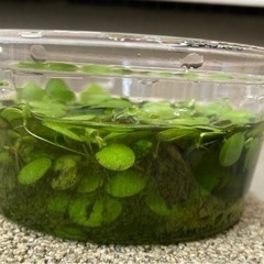 浮き草１００円の画像
