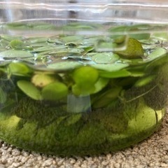 浮き草１００円の画像