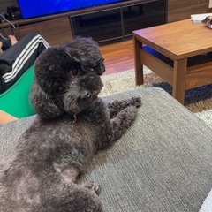 大切に育ててくれる飼い主さん募集