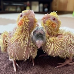 かわいい雛 生まれてます🐥⸒⸒