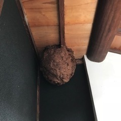 スズメバチ駆除　蜂　🐝　オオスズメバチの画像
