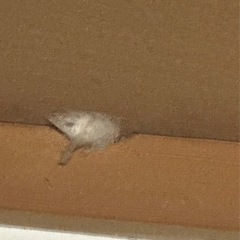 タンスの中の白い物体