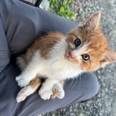 子猫の里親募集します。