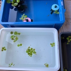 メダカ針子達、数種類の画像