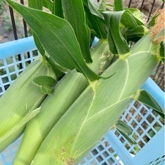サクランボの様なミニトマト🍅収穫始まりました。先着1名のみのお譲りです。の画像