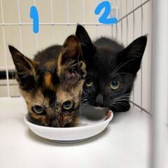 生後2ヶ月の子猫4兄妹→３姉妹
