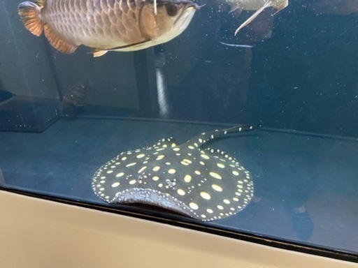 ダイヤモンドポルカSWC　♂  約 ±40センチ