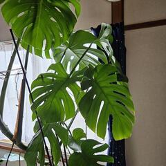 モンステラ鉢植え