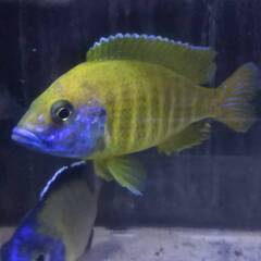 アフリカンシクリッド　アウロノカラ　バエンシーベンガ　コモリーフ...