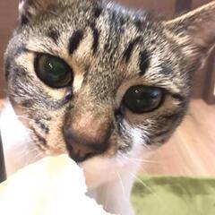 まったりおとなしい4才ねこ
