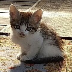 通い野良猫母さんが置いていった子猫(3匹）里親募集