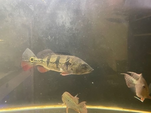 キクラ