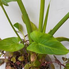 クワズイモの鉢植えの画像