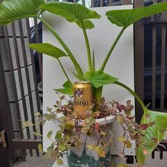 クワズイモの鉢植えの画像