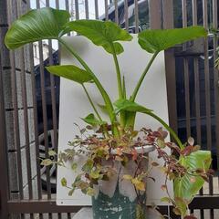 クワズイモの鉢植え