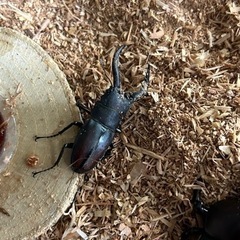 天然　ノコギリクワガタ　オスの画像