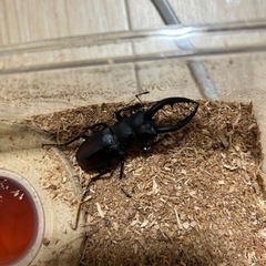 天然　ノコギリクワガタ　オスの画像