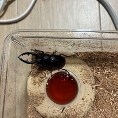 天然　ノコギリクワガタ　オスの画像