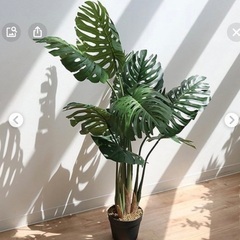 観葉植物フェイク探してます