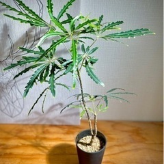 60cm 新芽もたくさん元気なアラレア！人気の観葉植物